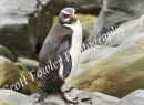 Fiordland crested penguin